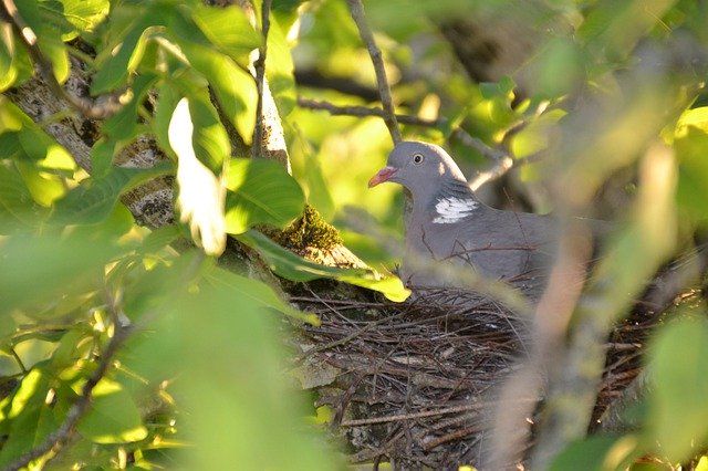 Unduh gratis Dove Nest Bird - foto atau gambar gratis untuk diedit dengan editor gambar online GIMP