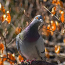 Dove on the Tree  screen for extension Chrome web store in OffiDocs Chromium