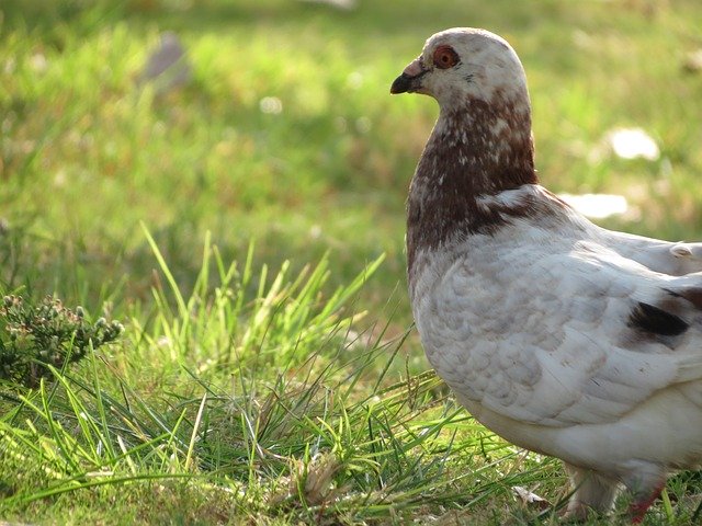 Free download Dove Park Bird -  free photo or picture to be edited with GIMP online image editor