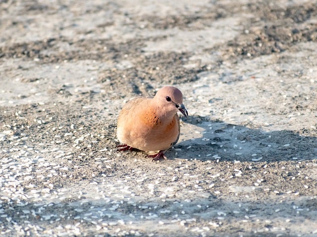 Free download dove pigeon bird animal feather free picture to be edited with GIMP free online image editor