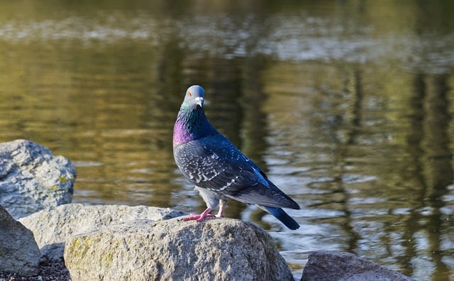 Free download dove pigeon bird avian feathers free picture to be edited with GIMP free online image editor