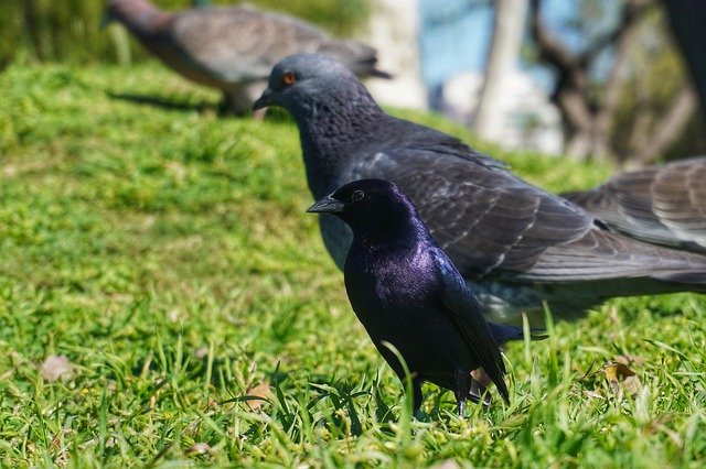 Kostenloser Download Dove Pigeon Bird Shiny - kostenloses Foto oder Bild zur Bearbeitung mit GIMP Online-Bildbearbeitung