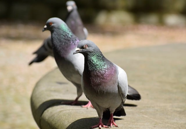 Free download dove pigeons birds number nature free picture to be edited with GIMP free online image editor