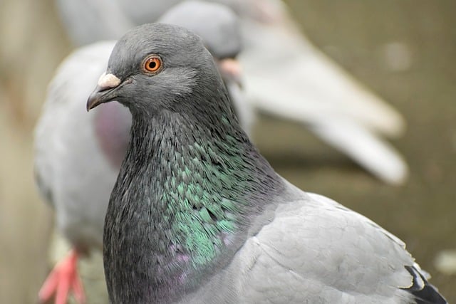 Free download dove pigeons birds park nature free picture to be edited with GIMP free online image editor