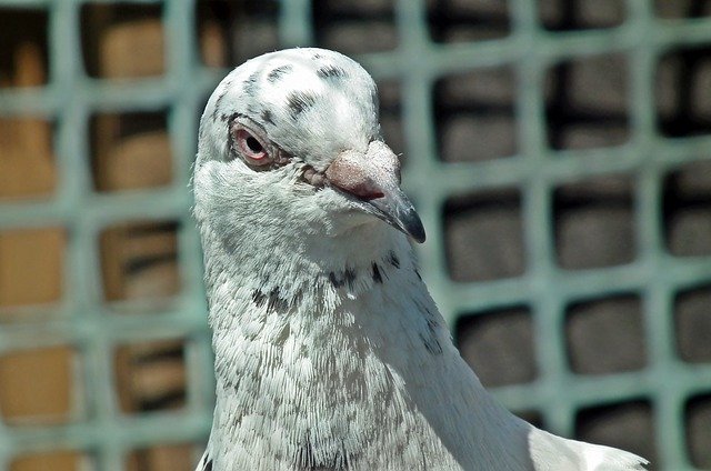 Free download Dove Postal Codes Kennel -  free photo or picture to be edited with GIMP online image editor