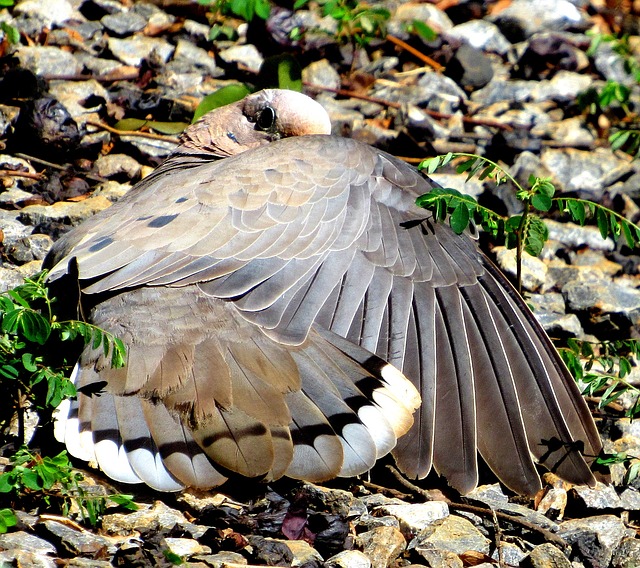 Free download dove pu pu bird plumage nature free picture to be edited with GIMP free online image editor