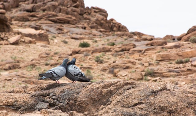 Free download doves birds animals pigeons love free picture to be edited with GIMP free online image editor