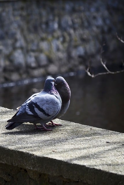 Free download doves birds pigeons animals free picture to be edited with GIMP free online image editor