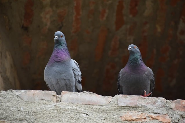 Free download doves birds wildlife animals urban free picture to be edited with GIMP free online image editor
