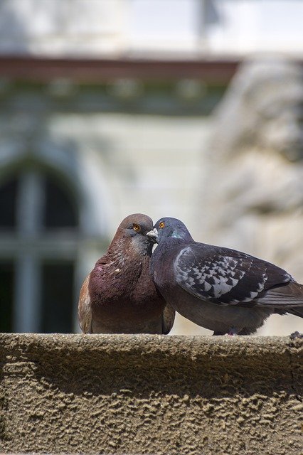 Free download Doves Love Peace -  free photo or picture to be edited with GIMP online image editor