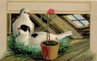 Free download Doves With A Rose (1907) free photo or picture to be edited with GIMP online image editor