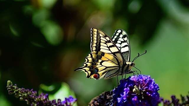 Free download Dovetail Butterfly Lilac -  free photo or picture to be edited with GIMP online image editor