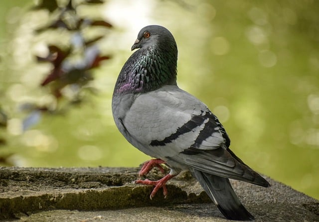 Free download dove tom bird ornithology free picture to be edited with GIMP free online image editor