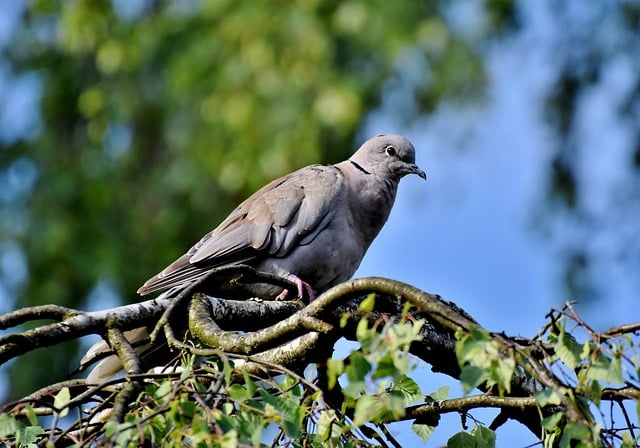 Free download dove turkey pigeon bird animal free picture to be edited with GIMP free online image editor