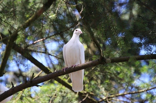 Free download Dove White Nature -  free photo or picture to be edited with GIMP online image editor