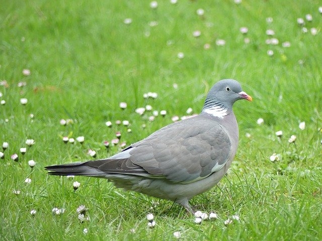 Free download Dove Wild Pigeon Bird -  free photo or picture to be edited with GIMP online image editor