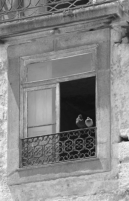 Free download Dove Window Ruin -  free free photo or picture to be edited with GIMP online image editor