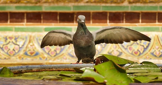 Free download Dove Wing Bird -  free photo or picture to be edited with GIMP online image editor