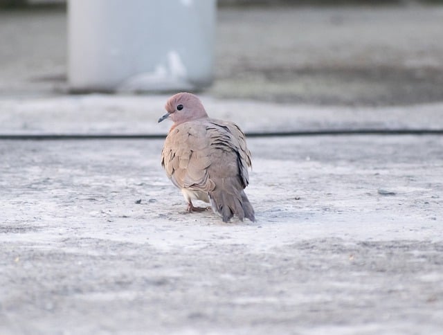 Free download dove wing birds symbol animal free picture to be edited with GIMP free online image editor