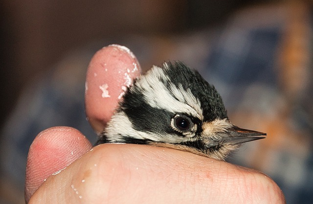 Free download downey bird woodpecker feathers free picture to be edited with GIMP free online image editor