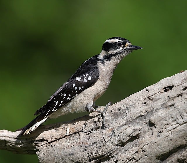 Free download downey woodpecker woodpecker nature free picture to be edited with GIMP free online image editor