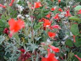 Free download #downtown #san jose #flowers #nature free photo or picture to be edited with GIMP online image editor