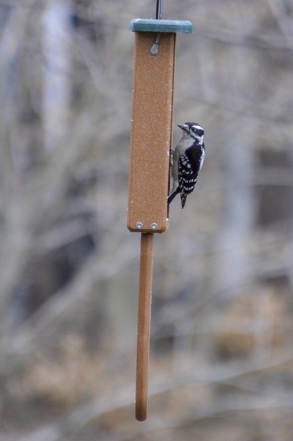دانلود رایگان Downy Woodpecker Bird - عکس یا تصویر رایگان قابل ویرایش با ویرایشگر تصویر آنلاین GIMP