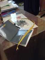 Free download Drachenbaumblatt free photo or picture to be edited with GIMP online image editor