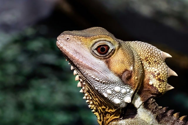 Free download dragon boyds forest dragon lizard free picture to be edited with GIMP free online image editor