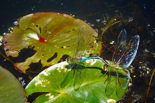 Free download Dragonflies Mating Large -  free photo or picture to be edited with GIMP online image editor