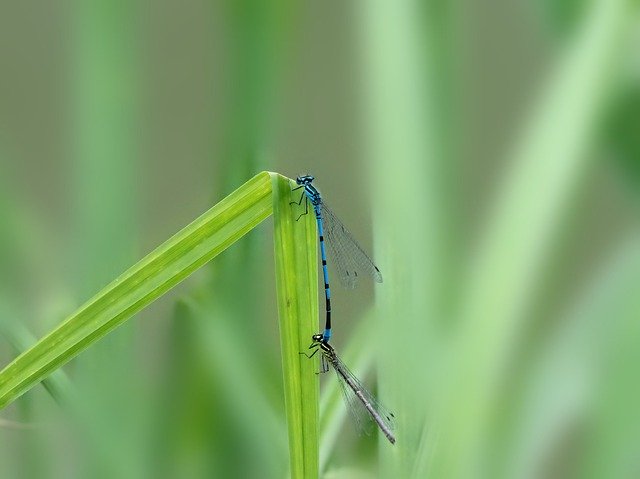 Gratis download Dragonflies Pairing Nature - gratis foto of afbeelding om te bewerken met GIMP online afbeeldingseditor