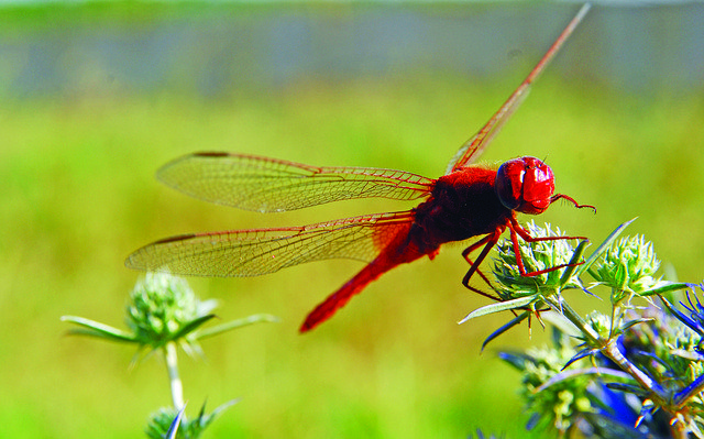 Descarga gratuita Dragonfly: foto o imagen gratuita para editar con el editor de imágenes en línea GIMP