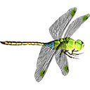 تحميل مجاني Dragonfly - صورة مجانية أو صورة لتحريرها باستخدام محرر الصور عبر الإنترنت GIMP