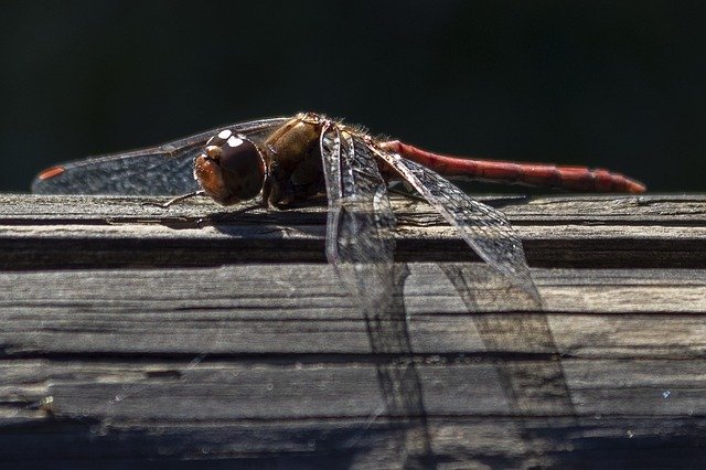 Free picture Dragonfly Animal Insect -  to be edited by GIMP free image editor by OffiDocs