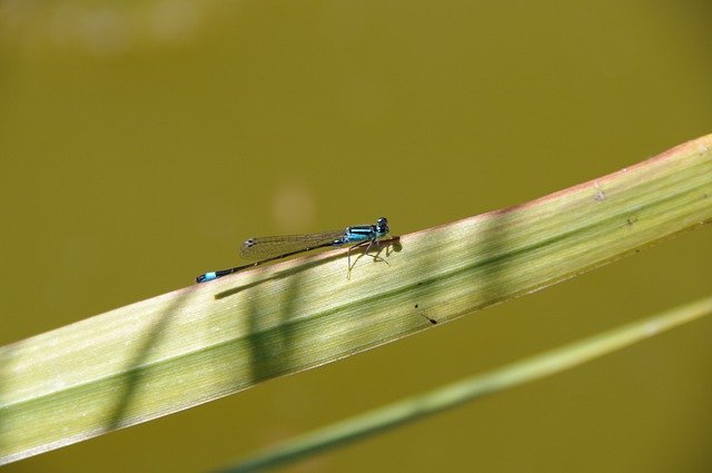 Gratis download Dragonfly Animal Insects - gratis foto of afbeelding om te bewerken met GIMP online afbeeldingseditor