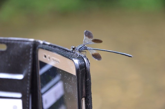 Download gratuito Dragonfly Biodiversity - foto o immagine gratuita da modificare con l'editor di immagini online GIMP