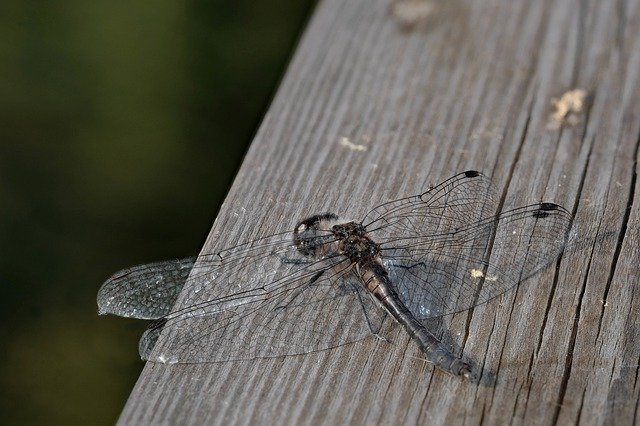 Free picture Dragonfly Black Darter Sympetrum -  to be edited by GIMP free image editor by OffiDocs