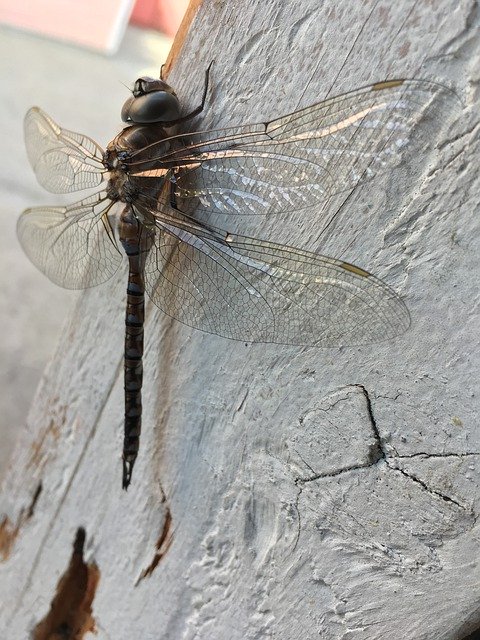 무료 다운로드 Dragonfly Black Wings - 무료 사진 또는 김프 온라인 이미지 편집기로 편집할 수 있는 사진