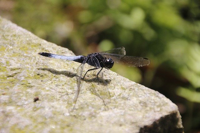 Free download Dragonfly Blue Dwarf -  free photo or picture to be edited with GIMP online image editor