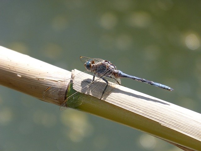 Free download Dragonfly Blue Flying -  free photo or picture to be edited with GIMP online image editor