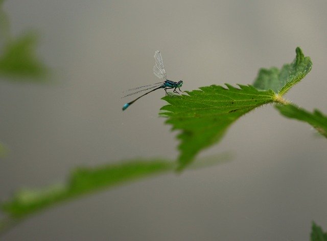 הורדה חינם Dragonfly Blue Insecta - תמונה או תמונה בחינם לעריכה עם עורך התמונות המקוון GIMP