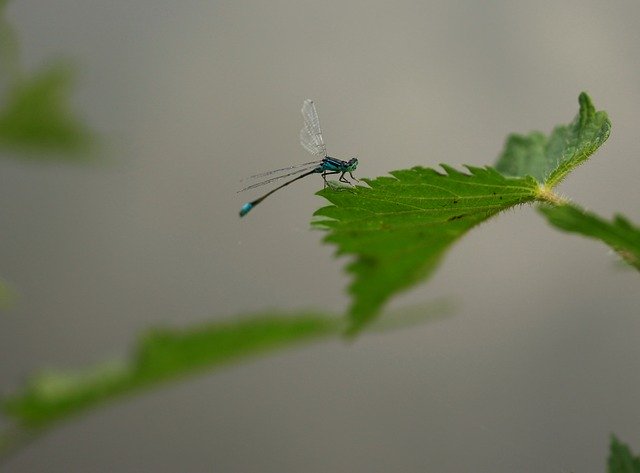 Free download Dragonfly Blue Insecta -  free photo or picture to be edited with GIMP online image editor