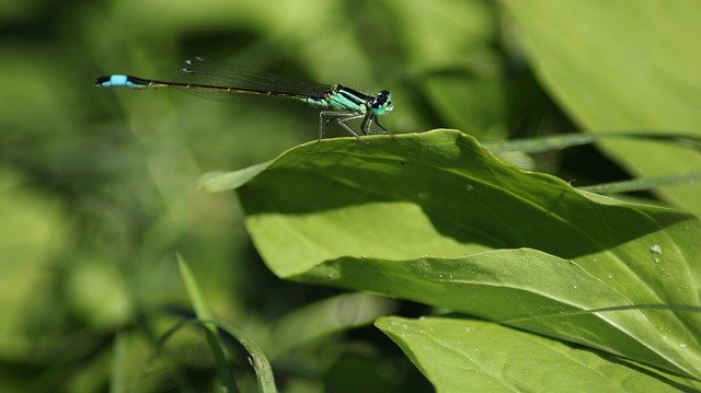 Bezpłatne pobieranie Dragonfly Blue Nature - bezpłatne zdjęcie lub obraz do edycji za pomocą internetowego edytora obrazów GIMP