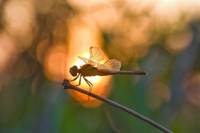 Free download Dragonfly Bokeh Nature -  free photo or picture to be edited with GIMP online image editor