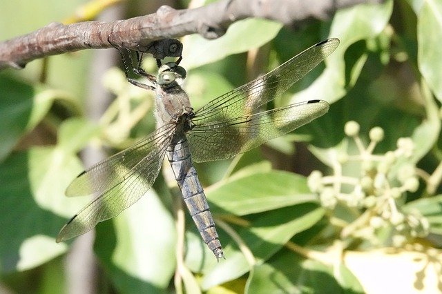 הורדה חינם Dragonfly Bug Dragonflies - תמונה או תמונה בחינם לעריכה עם עורך התמונות המקוון GIMP