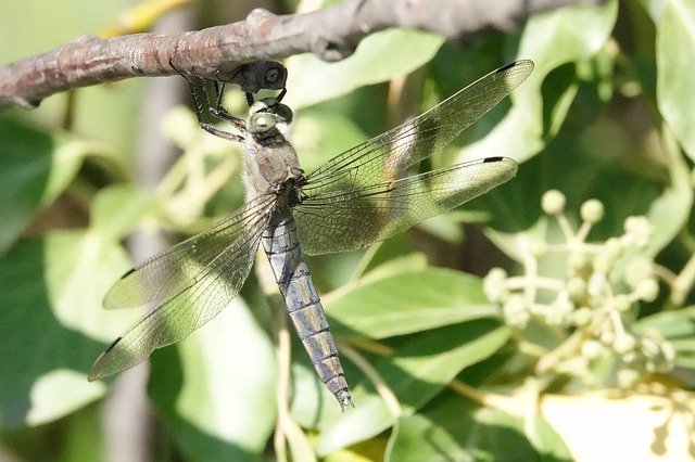 Безкоштовно завантажте Dragonfly Bug Dragonflies - безкоштовну фотографію чи зображення для редагування за допомогою онлайн-редактора зображень GIMP