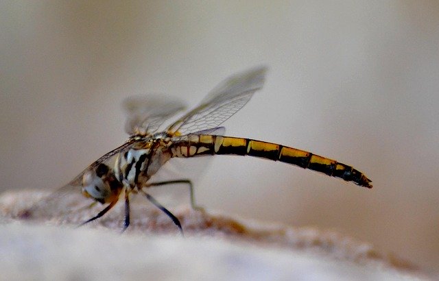 Unduh gratis Dragonfly Close-Up Close - foto atau gambar gratis untuk diedit dengan editor gambar online GIMP