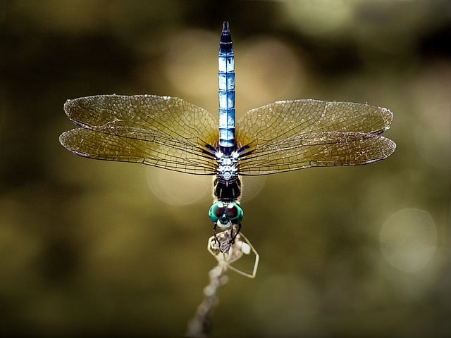 Free download dragonfly damselfly free picture to be edited with GIMP free online image editor
