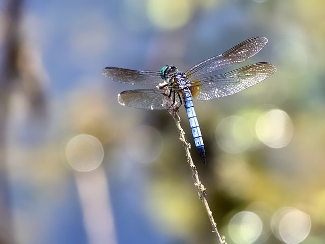 Free download dragonfly damselfly blue insect free picture to be edited with GIMP free online image editor