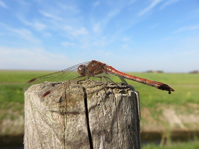Free picture Dragonfly Darter Nature -  to be edited by GIMP free image editor by OffiDocs